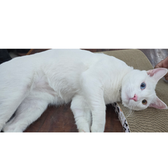 TFC Purrpfect Arch scratcher with Catnip